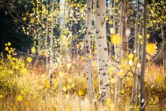 Fall colors in Tahoe, metal print