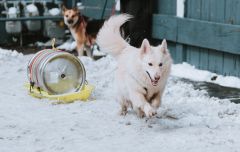 North Lake Tahoe SNOWFEST photo