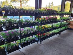 Grocery Outlet Bargain Market photo