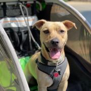 Anderson's Bicycle Rental photo