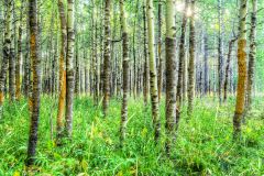 Talbot Fine Art Gallery photo