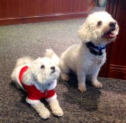 Bluestone Jewelry photo