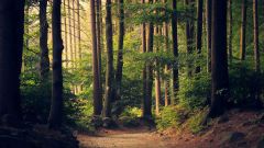 Tahoe Forest Baths photo
